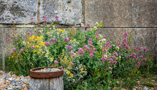 Wild flowers growing against a sea wall with a post in the foreground