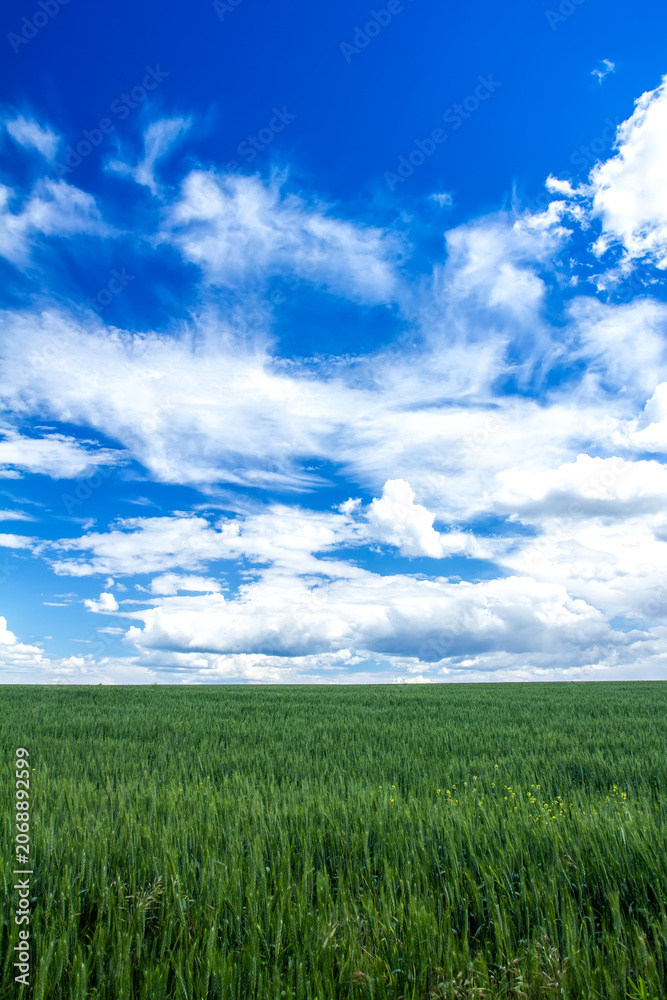 Obraz premium Green ears of wheat, a field behind, a blue sky with clouds