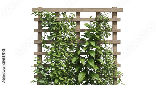 Green climbing ivy plant growing on a wooden garden trellis structure for exterior home decoration isolated on transparent background