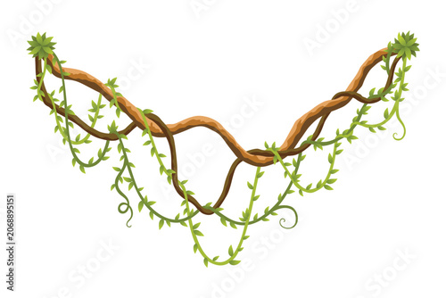 Liana branch. Twisted wild jungle vine plants. Woody natural tropical rainforest, exotic botany element. Vector design element
