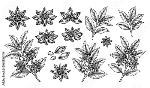 Hand Drawn Star Anise Spice and Botanical Herb Illustration Collection