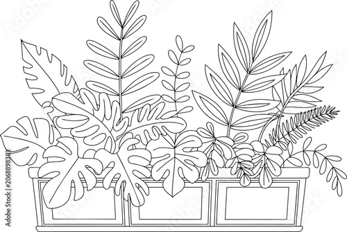 Fotografi Tropical houseplant varieties in a decorative three-section planter box arrangem