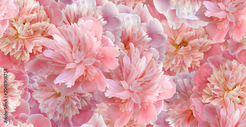 Seamless floral  background. Flowers peonies and petals peonies. Greeting card.