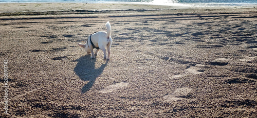 Small white dog wearing a harness explores sandy beach shoreline with gentle waves and sunlight reflecting on water in the background
