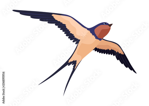 Photos Swallow or Martin Passerine Bird with Long Tail and Pointed Wings