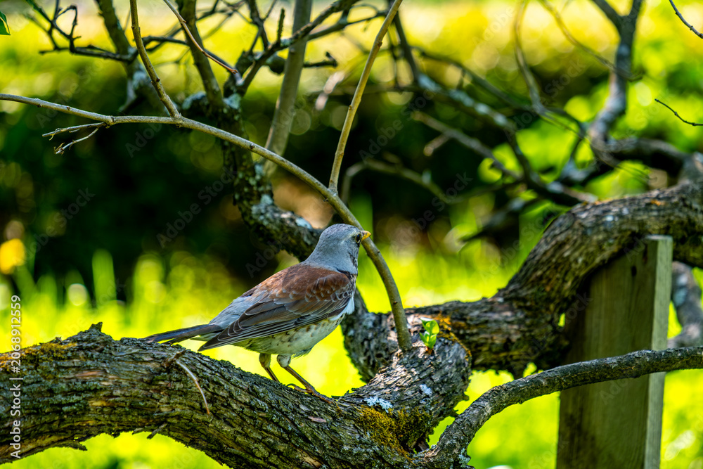 Obraz premium Mountain ash thrush in nature in summer close-up.