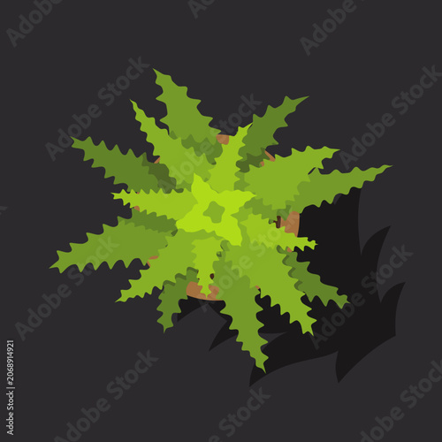 Top view of a potted green plant with serrated leaves on dark background