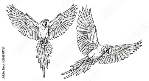 Schilderij op canvas Flying Swallows, Bird Illustrations, Black and White, Vector Art, Wildlife Graph