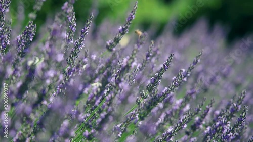 A delicate beautiful bee hovers and feeds among blooming lavender flowers in a sunlit field. The shallow depth of field creates a dreamy atmosphere, highlighting nature, pollination, summer colors