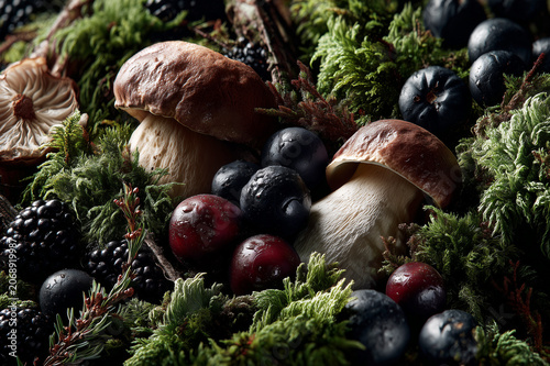 Fresh Boletus Mushrooms Surrounded by Wild Berries and Moss. Concept of Organic Food and Seasonal Foraging.
