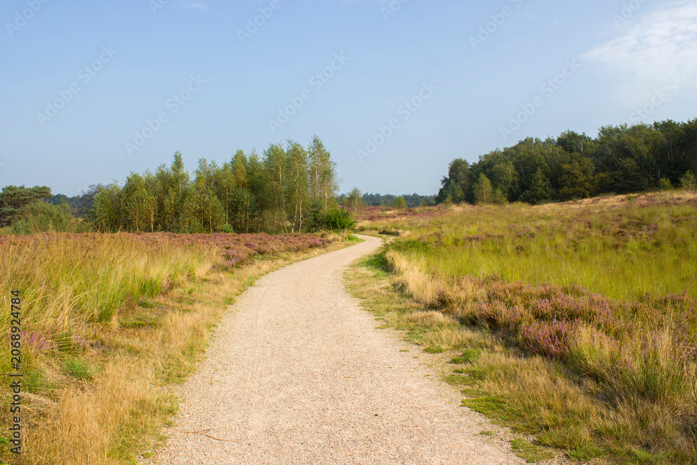 Naklejka premium Heathland in National Park Maasduinen in the Netherlands
