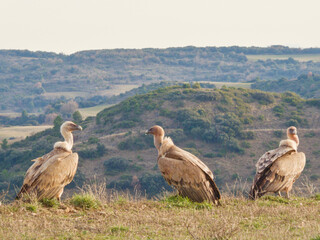 A trio of Griffon Vultures (Gyps fulvus) resting on a grassy ridge in Ujue, Navarra, Spain. This wide-angle wildlife photograph captures the impressive size of these scavengers.