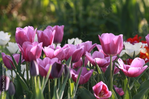 pink tulips in spring