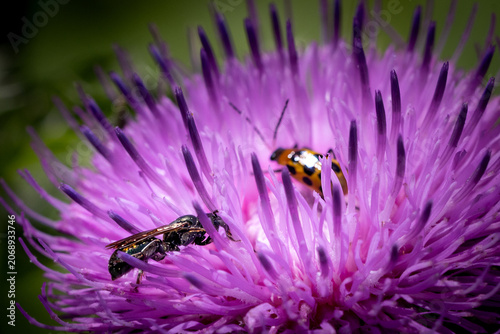 bee and Spotted Cucumber Beetle on thistle