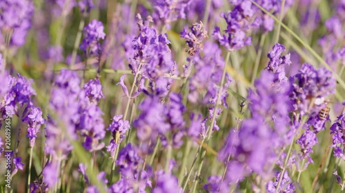 Closeup of blooming lavender bushes with bees pollinating the plants, concept of cultivating aromatic herbs on farms, real time video