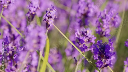 Lavender blooming season, a moth collects nectar, the camera slowly moves forward, the concept of the tradition of growing aromatic herbs for cosmetology, cooking and medicine