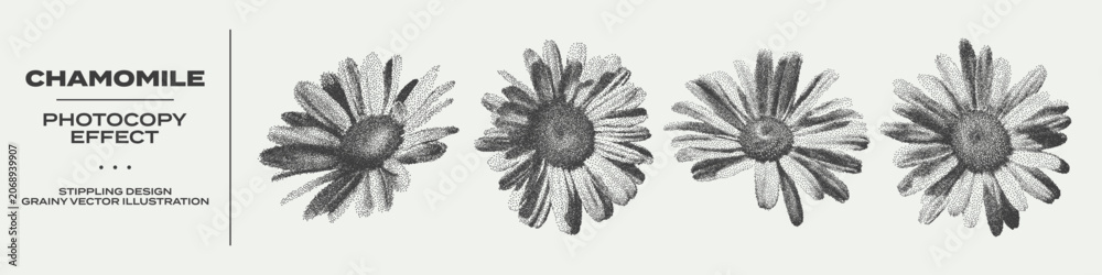 Obraz premium Retro botanical set of chamomile flowers with grunge stippling effect. Vintage dotted texture illustrations of blooming chamomiles. Nature floral design. Retro photocopy grainy art in halftone tones