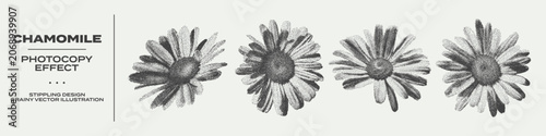 Tableau sur toile Retro botanical set of chamomile flowers with grunge stippling effect