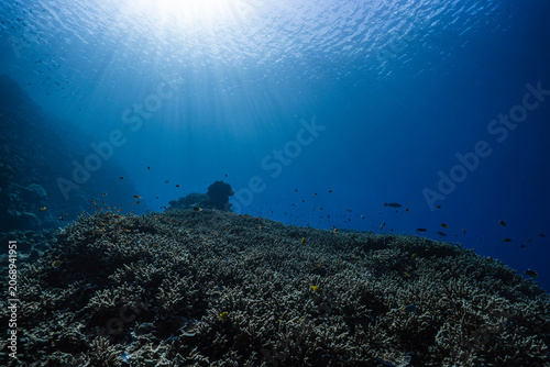 Crystal clear underwater scene with coral reef and marine life