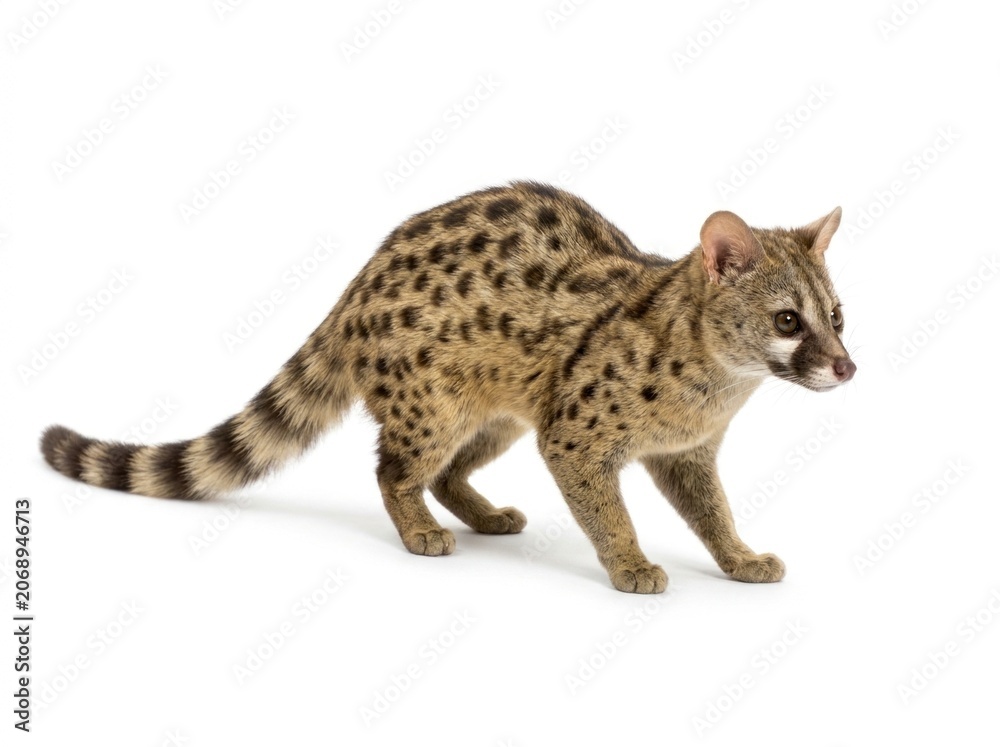 Fototapeta premium Common genet feline carnivore walking on white background with sharp focus and studio lighting for zoology and wildlife educational marketing