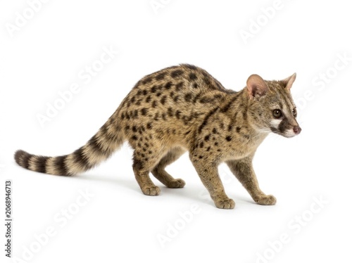 Common genet feline carnivore walking on white background with sharp focus and studio lighting for zoology and wildlife educational marketing
