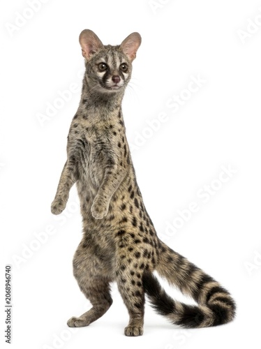 Common genet standing on hind legs against white studio background with sharp focus for wildlife education marketing