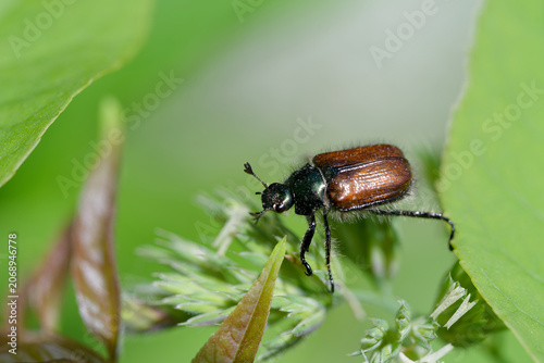 Konstfotografi Phyllopertha horticola, the garden chafer or garden foliage beetle