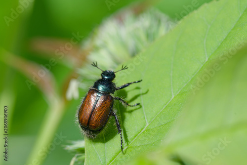 Canvastavla Phyllopertha horticola, the garden chafer or garden foliage beetle