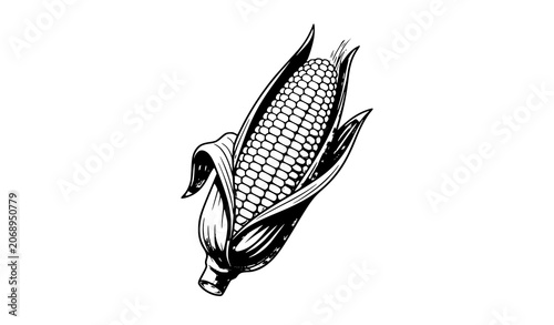 Foto Fresh Sweet Corn Ear Vector Illustration with Green Husk Isolated on White Backg