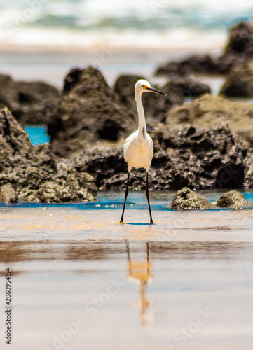 Aves do litoral