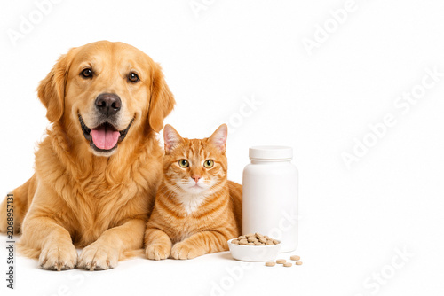 Golden retriever and ginger cat with pet food for pet shop vet clinic and grooming concept