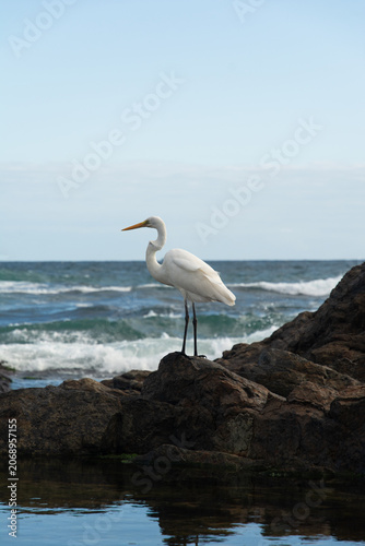 Foto White egret on the beach rocks