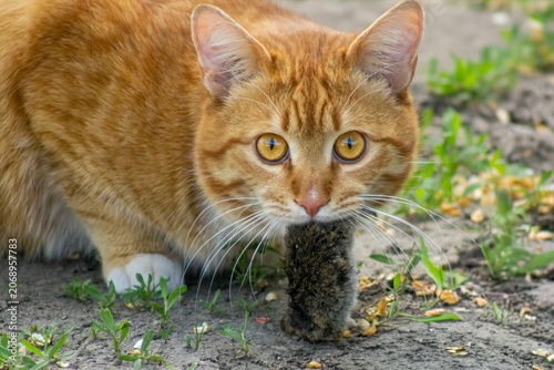 Foto Ginger tabby cat holding a caught mouse in its mouth outdoors