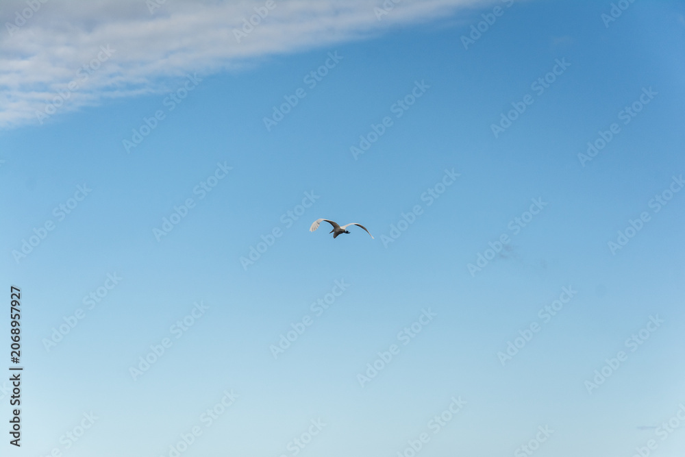 Obraz premium Heron flying over the sea