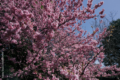 Pink cherry blossoms filling a spring sky in Japan