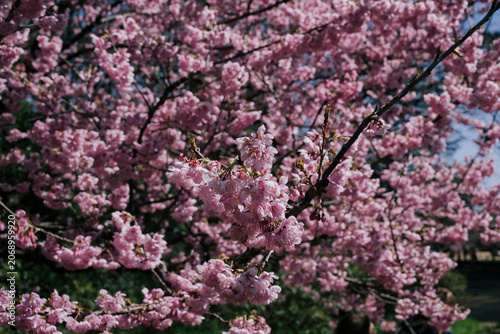 Dense pink sakura blossoms on a sunny spring day
