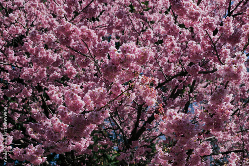 Close view of cherry blossom branches in full bloom