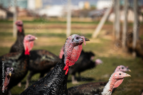Foto Close up of domestic turkeys on farm