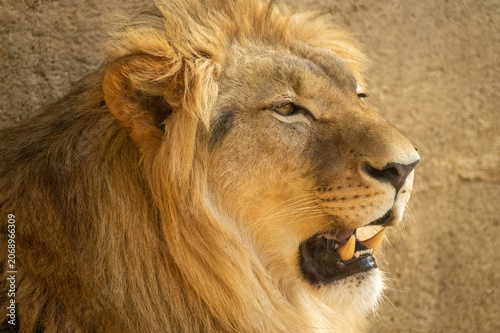 Canvastavla Lion in captivation