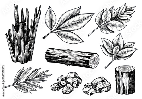 Foto Detailed Hand-Drawn Collection of Wood Elements and Leaves.