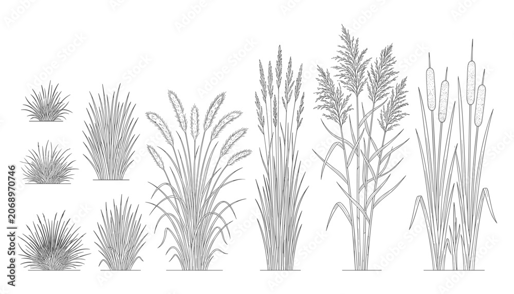 Fototapeta premium Collection of decorative grassy plants reeds and bulrushes isolated on transparent background vector illustration.