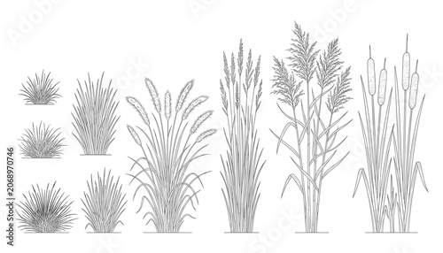 Collection of decorative grassy plants reeds and bulrushes isolated on transparent background vector illustration.