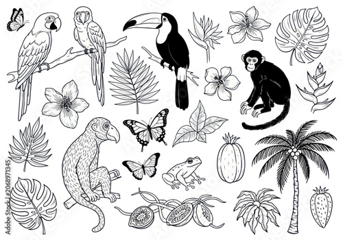 Photography Hand-drawn collection of tropical animals and plants in outline style