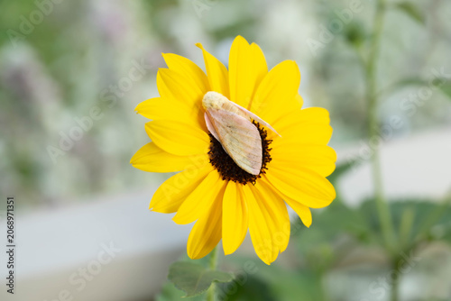 Rosy Maple Moth, (Dryocampa rubicunda), on the blossom of a bright yellow sunflower.