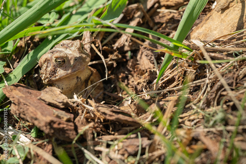 An Eastern American toad, Anaxyrus americanus americanus, burrowed in grass and soil, close up