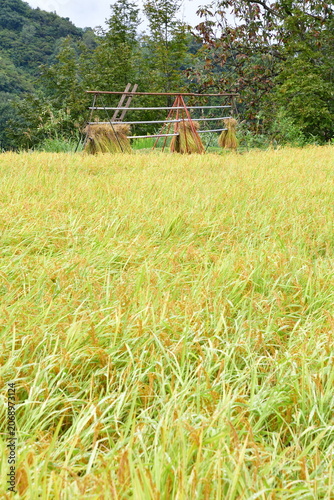 収穫期のコシヒカリの田んぼとはさ掛け（新潟県十日町市）