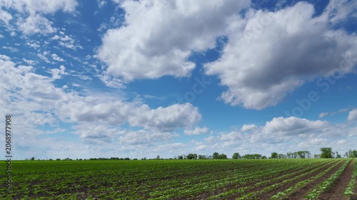 Time lapse video showing rows of young green crops growing in a farm field under a dynamic blue sky with moving white clouds. Agriculture landscape during sunny spring or summer day