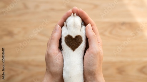 Dog paw with heart shape held in human hands, pet love and animal care concept, veterinary medicine and adoption banner