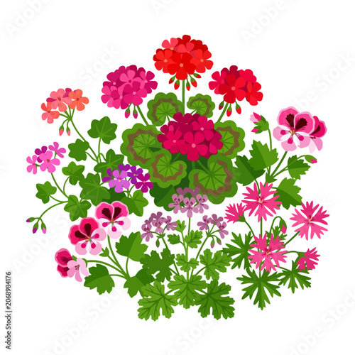 A vibrant collection of colorful geranium flowers on white background