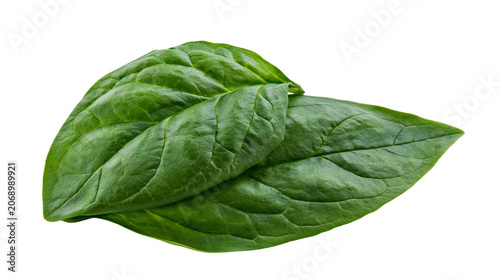 Obraz na płótnie Fresh green spinach leaves with visible veins